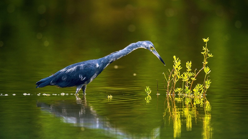 Little blue heron Cuba 2022 Animal Birds HD Photo Wallpaper 3840x2400[10wallpaper.com]